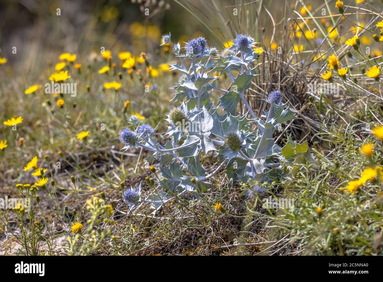 Meeresblüte Eryngo (Eryngium maritimum) wächst in natürlicher Umgebung in den Dünen der Waddenseeinsel Ameland Stockfoto