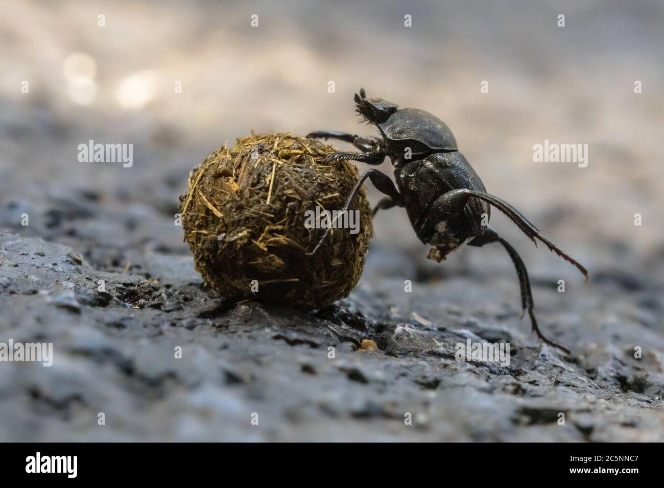 Mist Beetle Probleme lösen, während eine Anstrengung, um einen Ball bergauf durch Kies Rollen Stockfoto