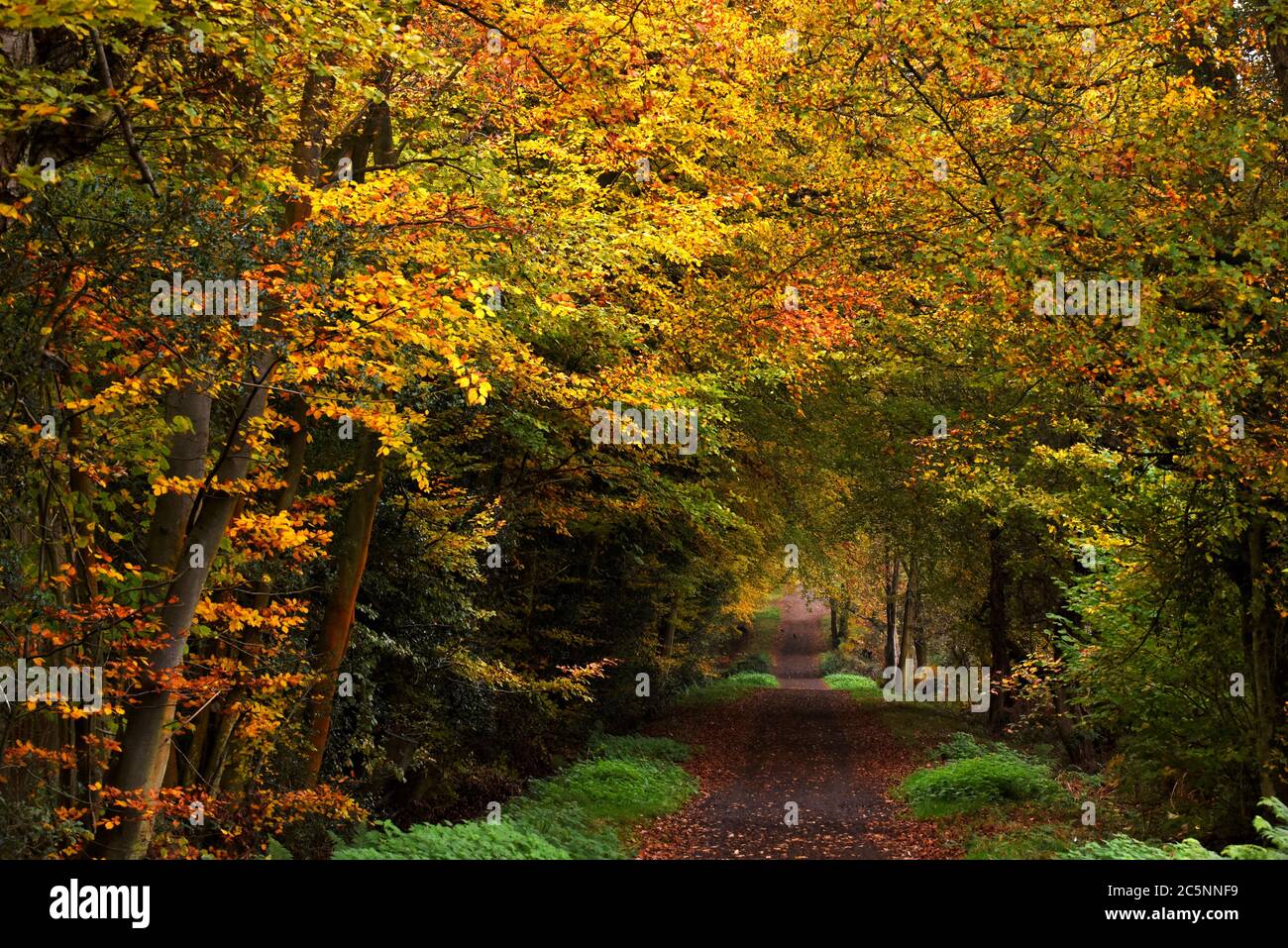 Goldene Herbstfarben im Wald bei Bagshot, Surrey Stockfoto