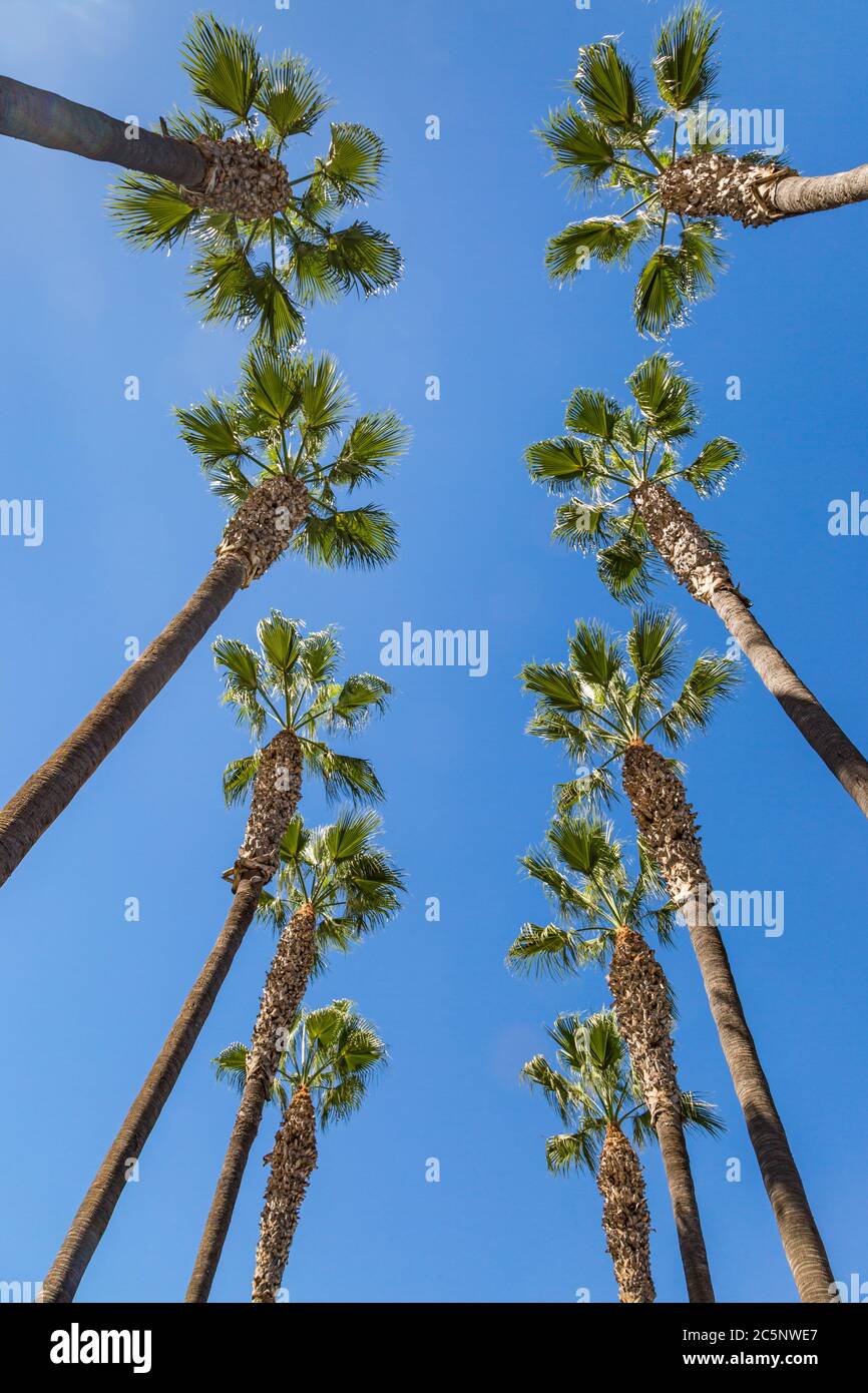 Blick auf hohe Palmen vor einem klaren blauen Himmel Stockfoto