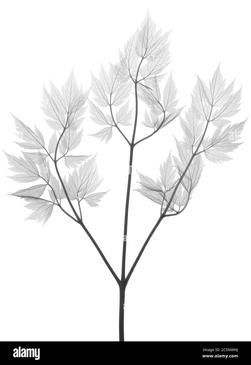 Cimicifuga-Zweig, Röntgen. Stockfoto