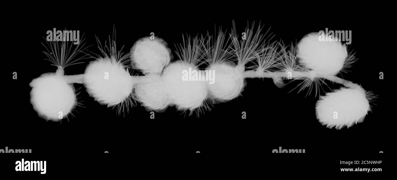 Nadelholz und Tannenzapfen, Röntgen. Stockfoto