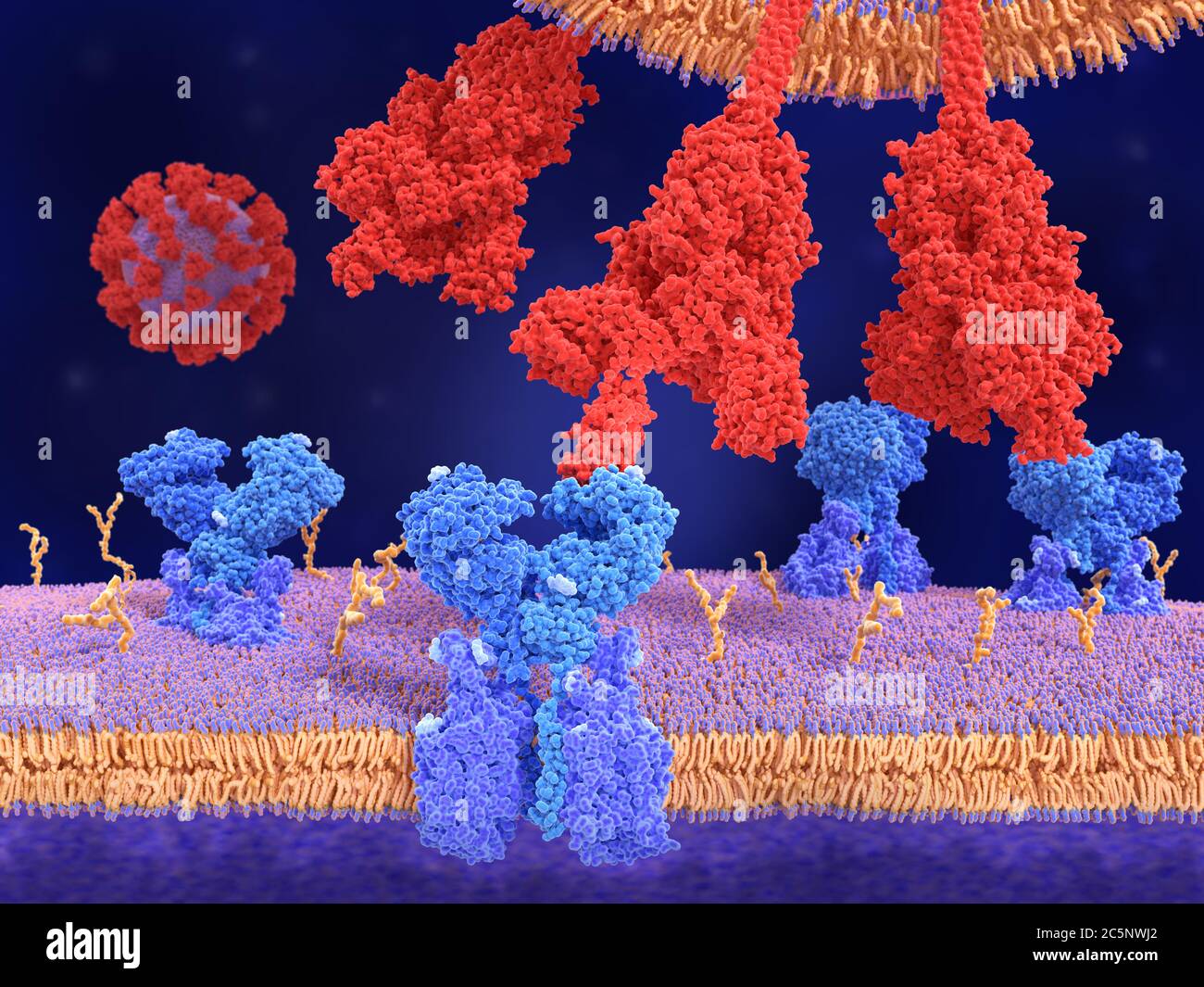 Molekulares Modell eines Coronavirus-Spike (S)-Proteins (rot), das an einen Angiotensin-konvertierenden Enzym 2 (ACE2)-Rezeptor (blau) auf einer menschlichen Zelle gebunden ist. Stockfoto