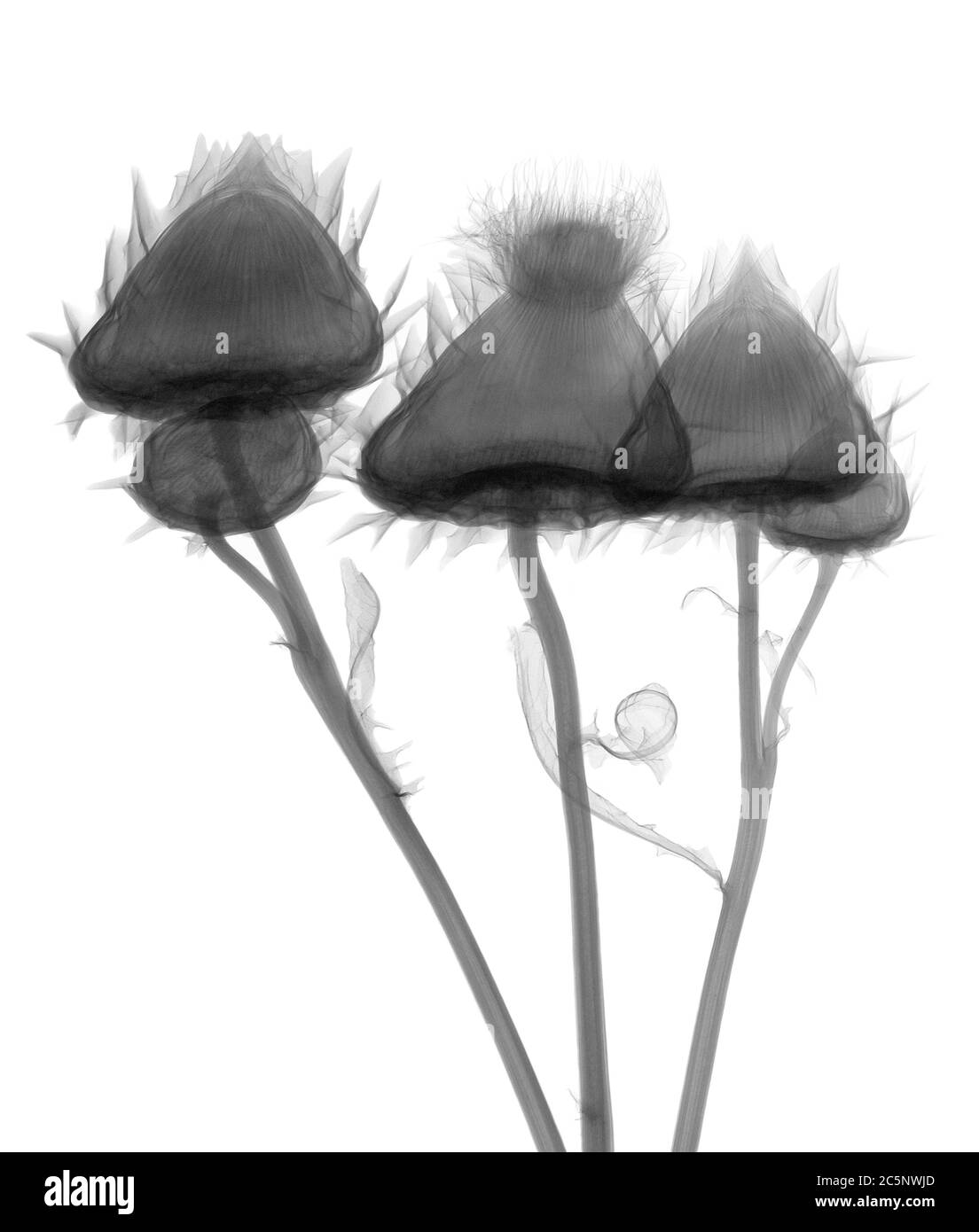 Drei Distelköpfe (Cirsium vulgare), Röntgen. Stockfoto