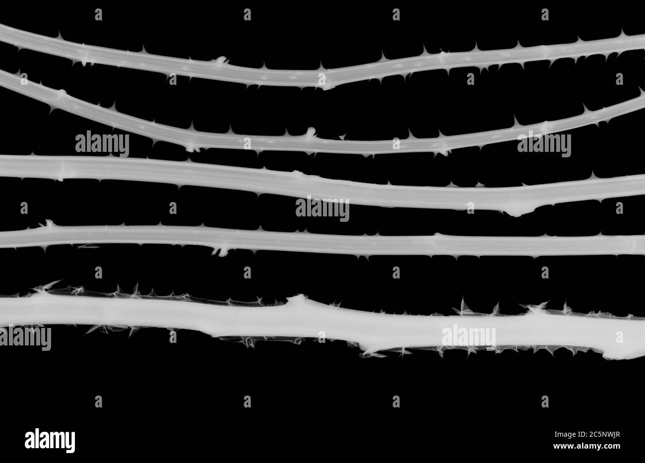 Fünf horizontale Pflanzenstämme mit Dornen, Röntgen. Stockfoto