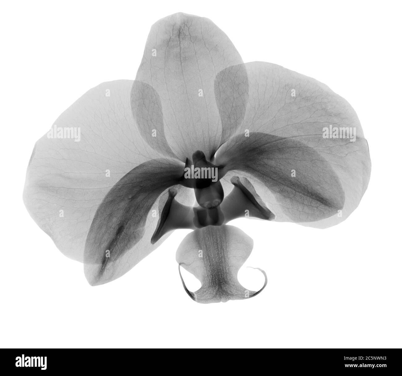 Orchideenblüte (Phalaenopsis sp.), Röntgenstrahlung. Stockfoto