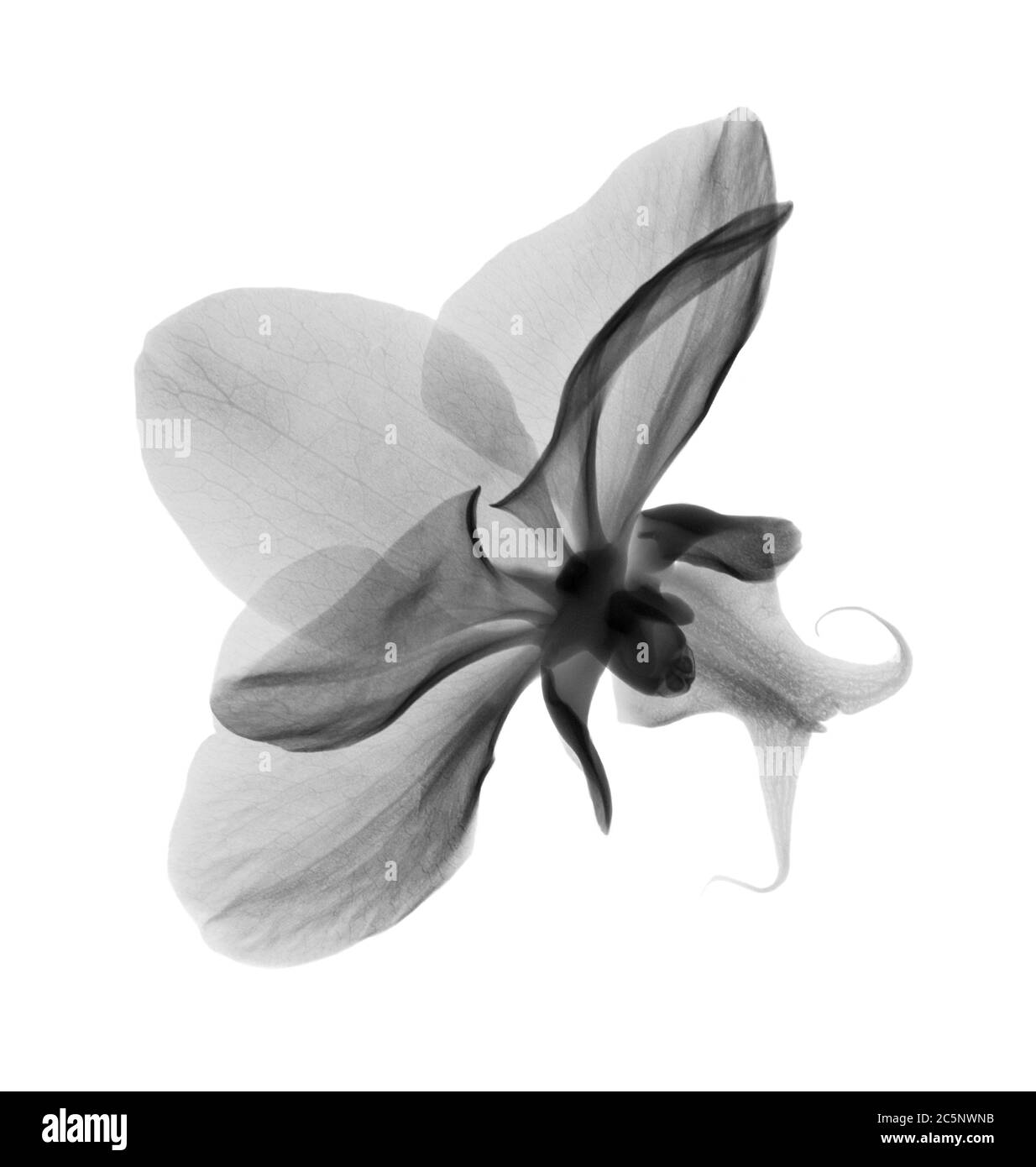 Orchideenblüte (Phalaenopsis sp.), Röntgenstrahlung. Stockfoto