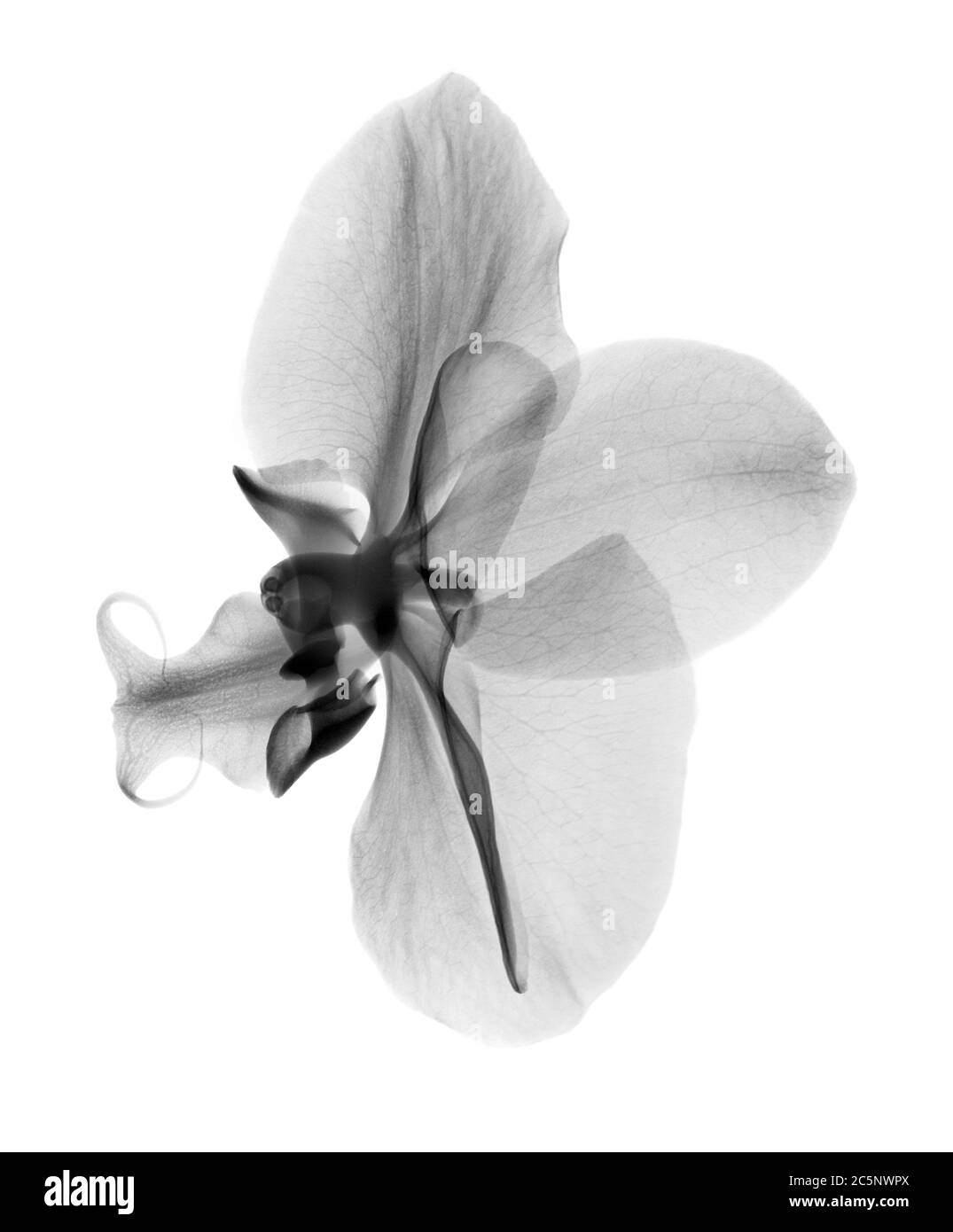 Orchideenblüte (Phalaenopsis sp.), Röntgenstrahlung. Stockfoto
