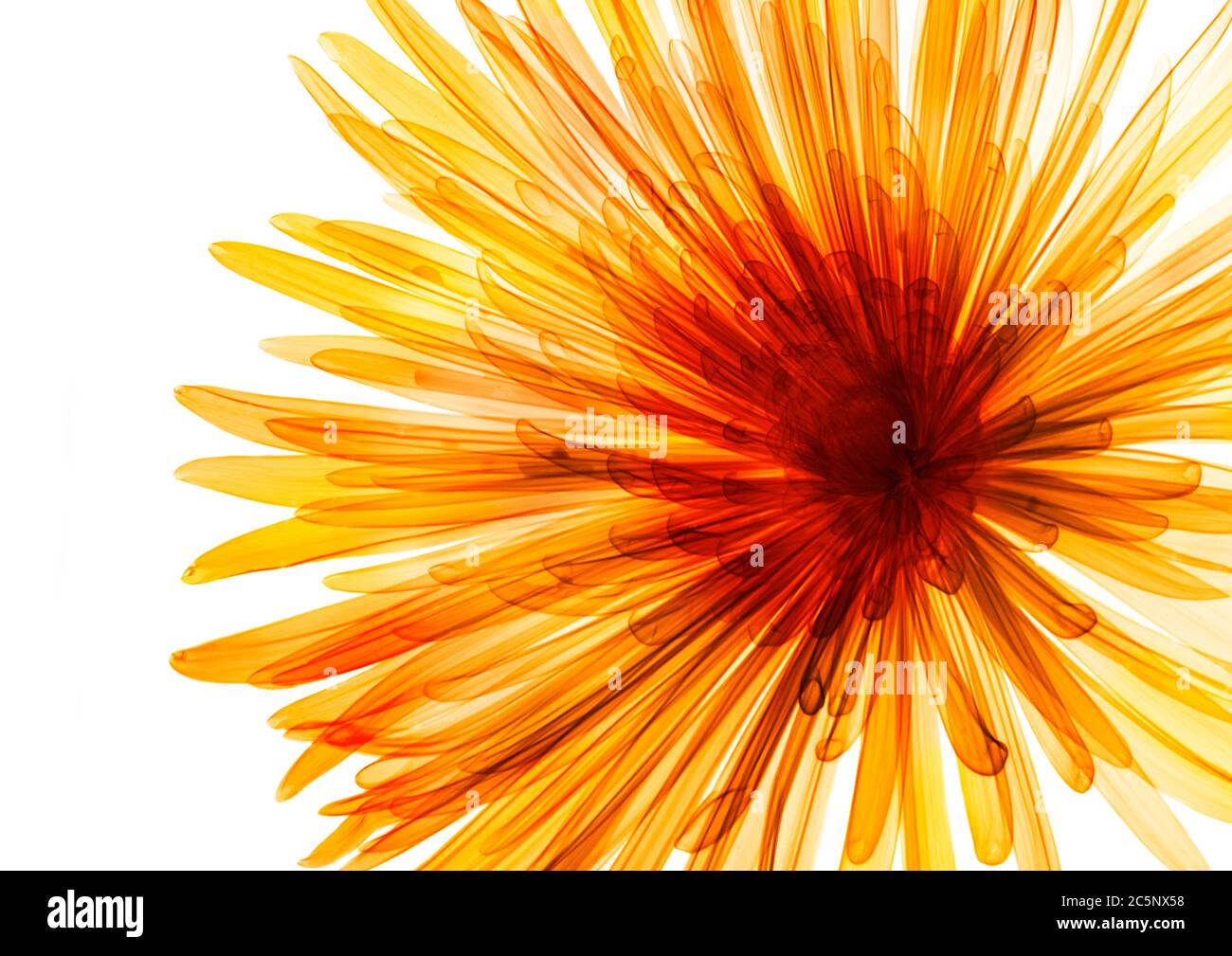 Chrysantheme, farbige Röntgenstrahlung. Stockfoto