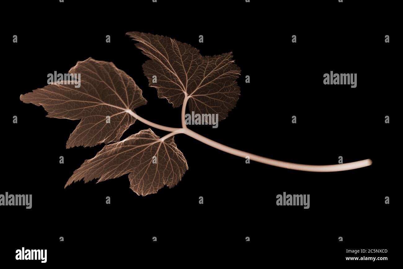 Anemonblatt (Anemoncoronaria), farbiges Röntgenbild. Stockfoto