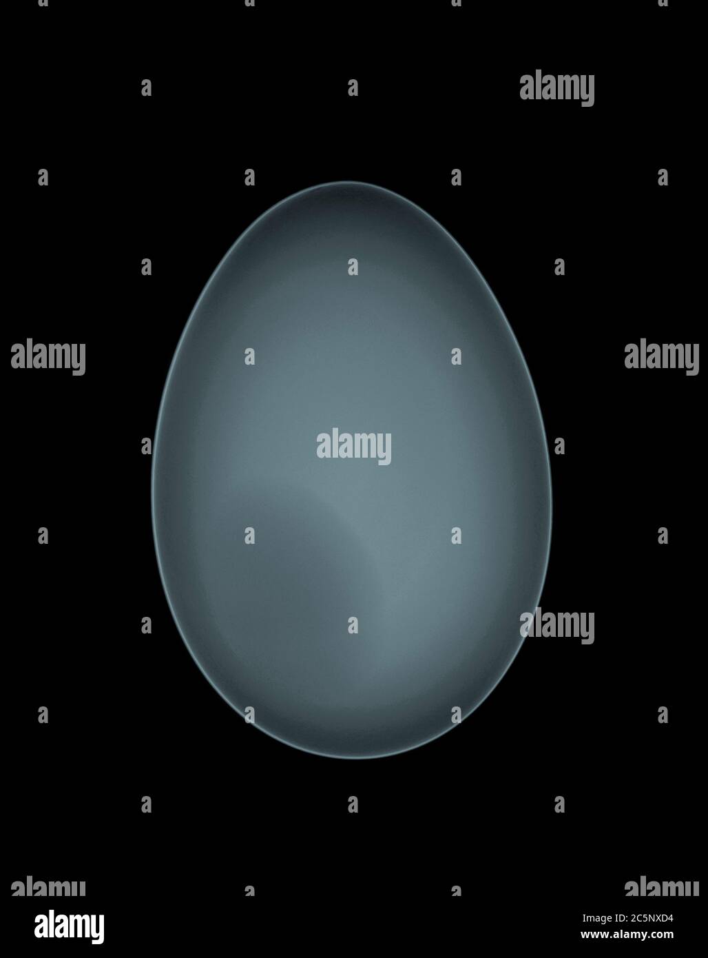 Entenei, farbiges Röntgenbild. Stockfoto