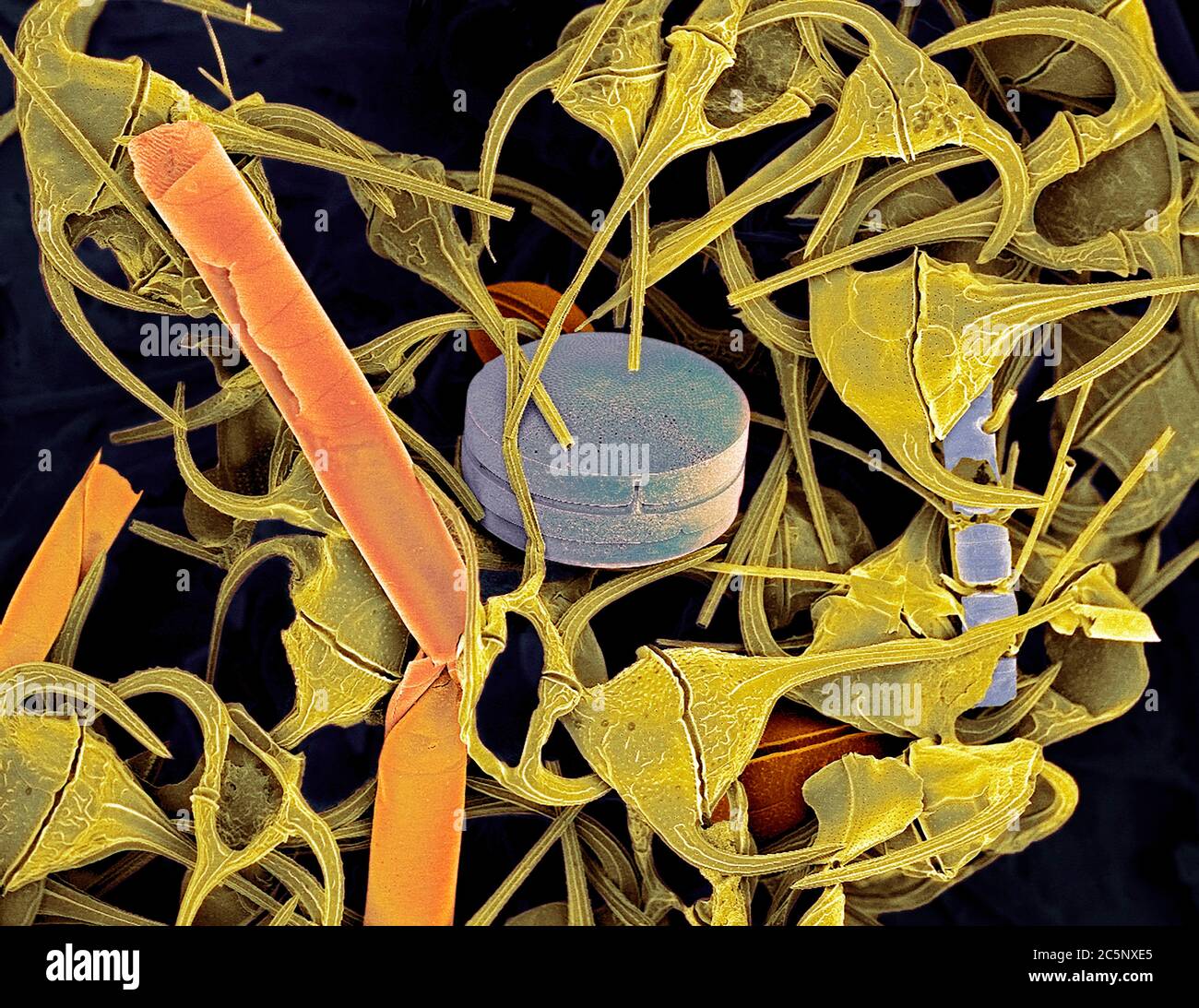 Plankton. Farbiger Rasterelektronenmikrograph (SEM) von Plankton, das hauptsächlich Ceratium dinoflagellaten enthält. Einige Kieselalgen sind ebenfalls vorhanden. Dinoflagellaten sind einzellige Protozoen. Etwa 90% sind in marinen Umgebungen als Plankton gefunden. Sie reichen in der Größe von 2 Millimetern bis zu weniger als einem Hundertstel Millimeter Durchmesser. Diese Exemplare wurden vor der Küste Schottlands gefunden. Vergrößerung: x200 bei 10 Zentimeter Breite. Stockfoto
