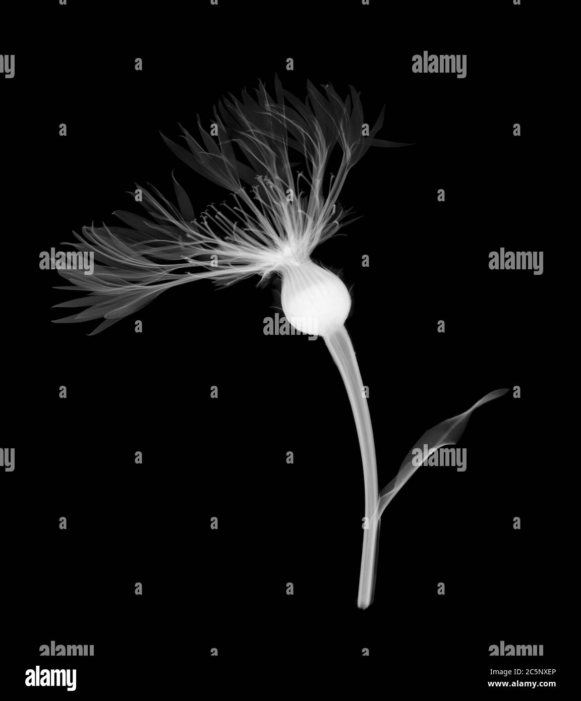 Gewöhnlicher Knapsen (Centaurea nigra), Röntgen. Stockfoto