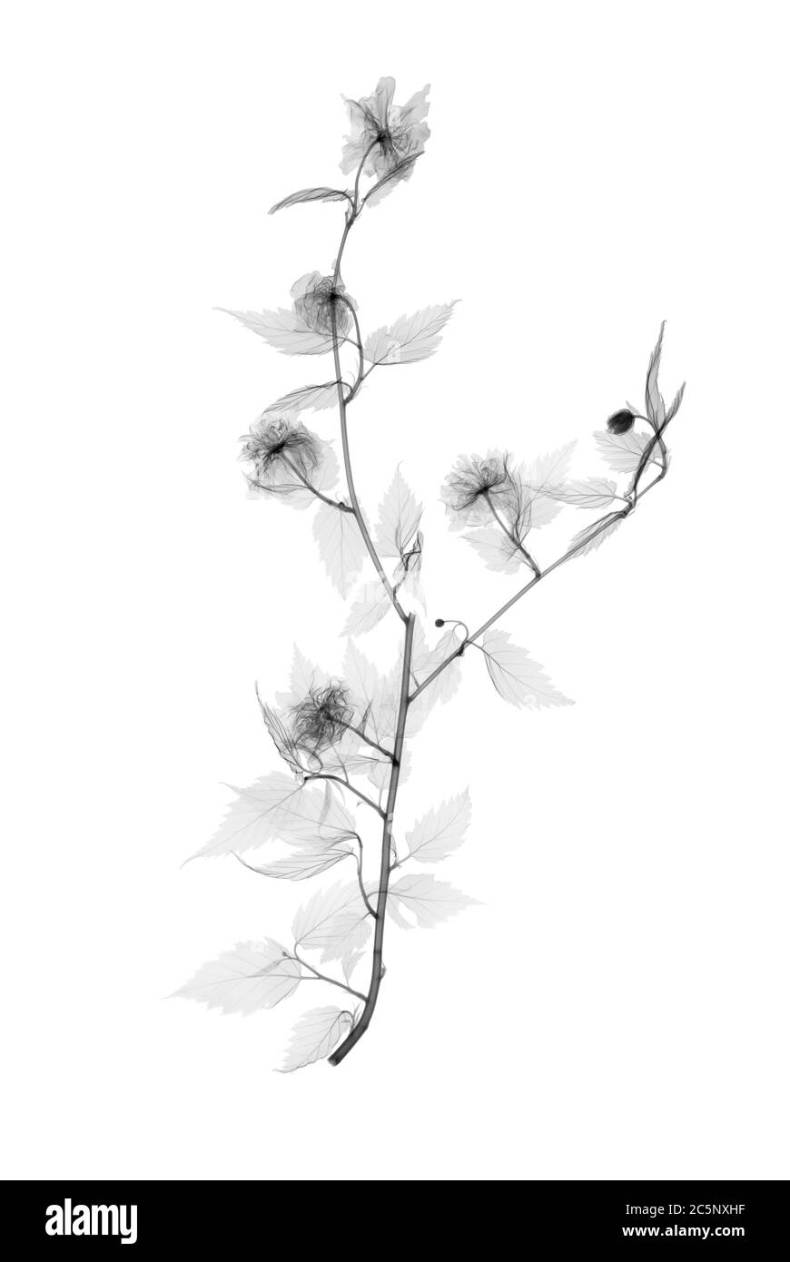 Japanische Rose (Kerria japonica), Röntgenaufnahme. Stockfoto