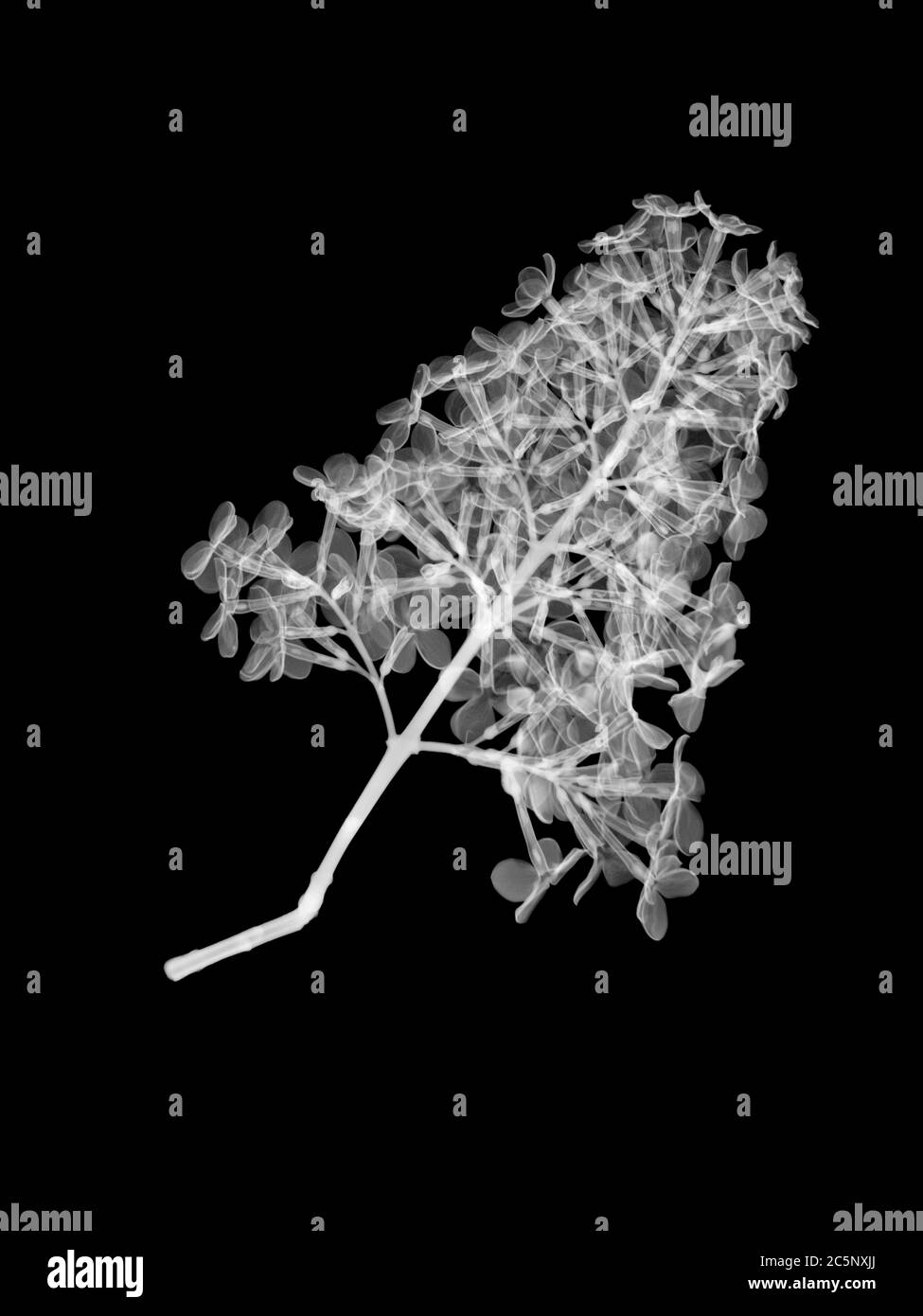 Flieder (Syringa vulgaris), Röntgenstrahlung Stockfoto