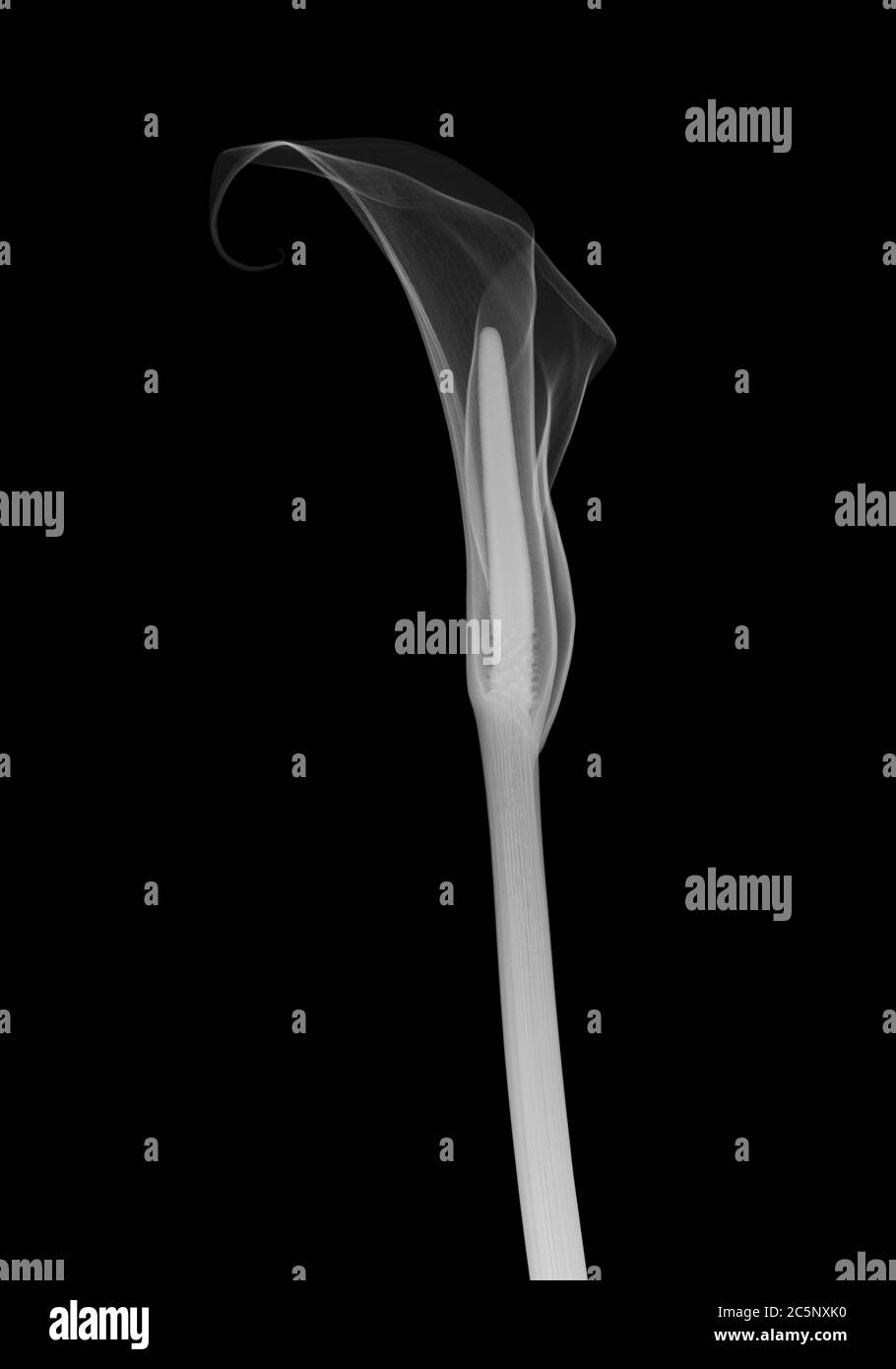 Arumlilie (Zantedeschia aethiopica), Röntgenaufnahme Stockfoto