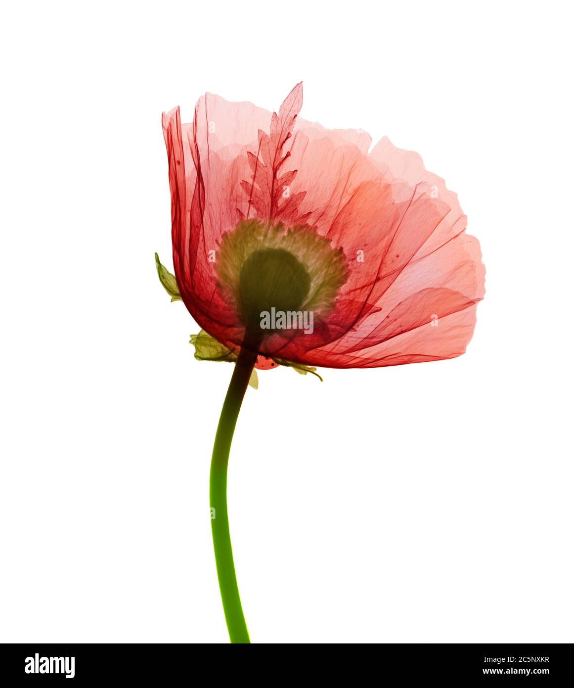 Mohn (Papaver orientalis), farbiges Röntgenbild Stockfoto