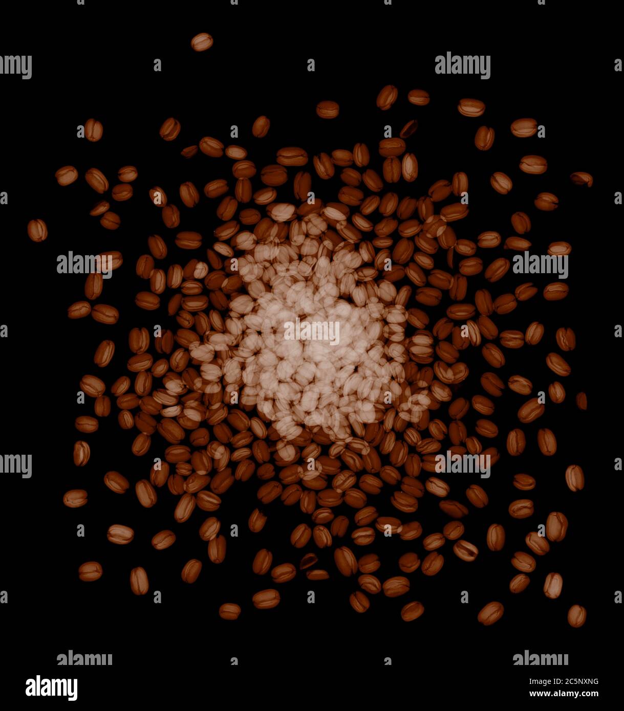 Kaffeebohnen (Coffea canephora), Röntgen Stockfoto