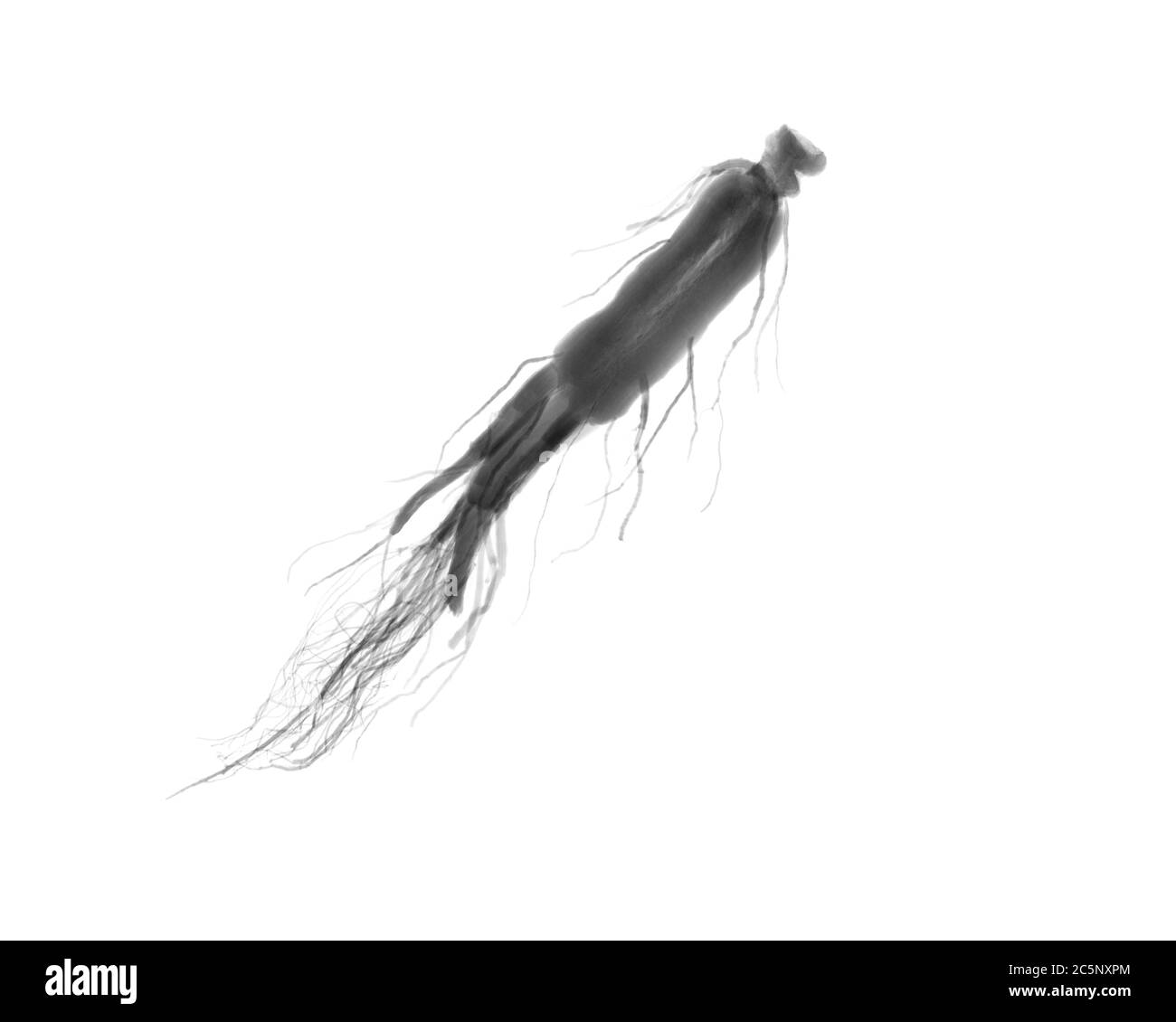 Ginseng-Wurzel (Panax Ginseng), Röntgenaufnahme Stockfoto