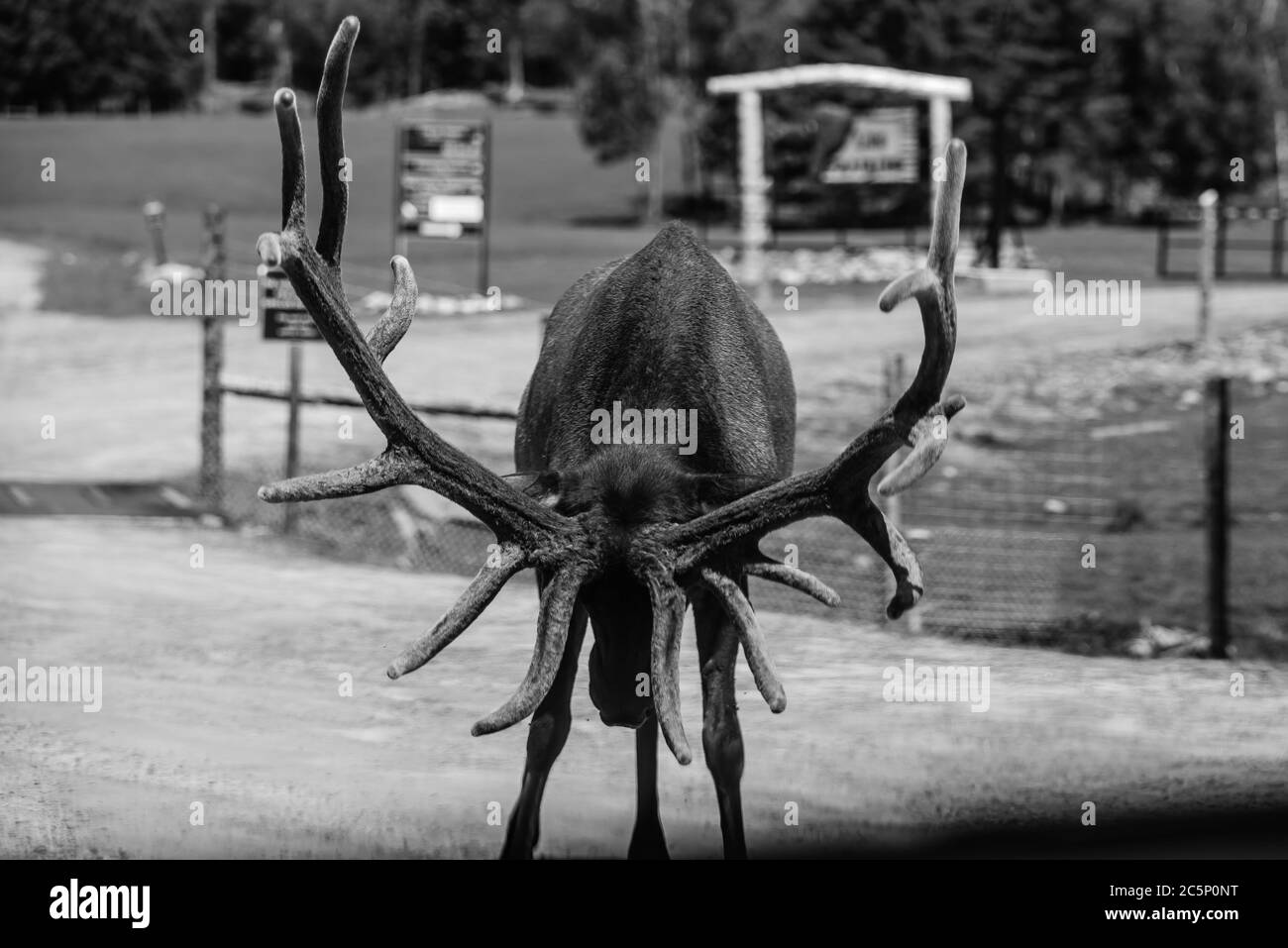 Parc Omega, Kanada - 3. Juli 2020: Elche im Omega Park in Kanada Stockfoto