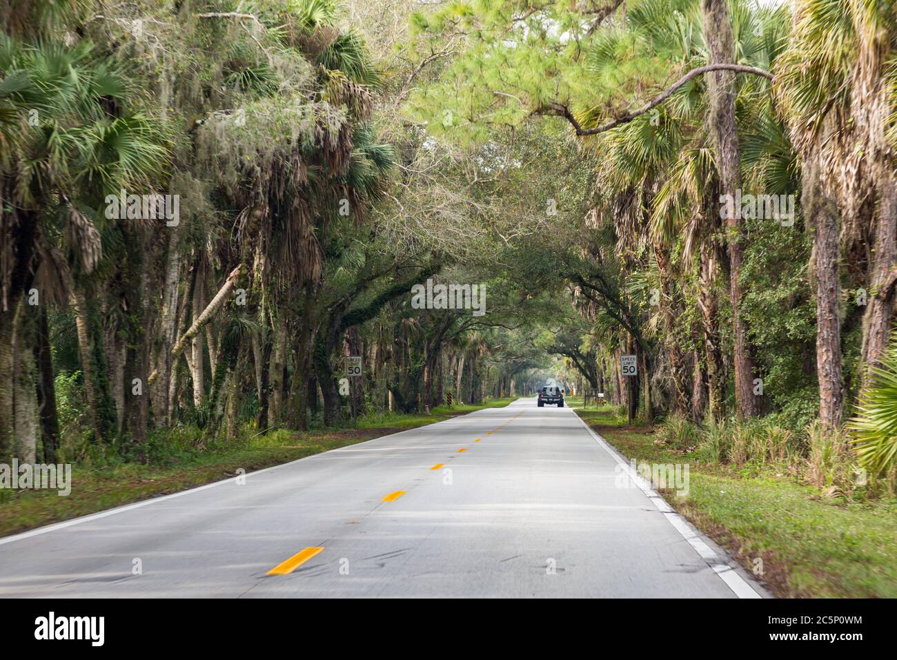 Ein Pickup-Truck fährt durch ein Baldachin von Palmetto-Bäumen auf dem malerischen Martin Grade, oder South West Martin Highway, in der Nähe von Okeechobee, Florida, USA. Stockfoto