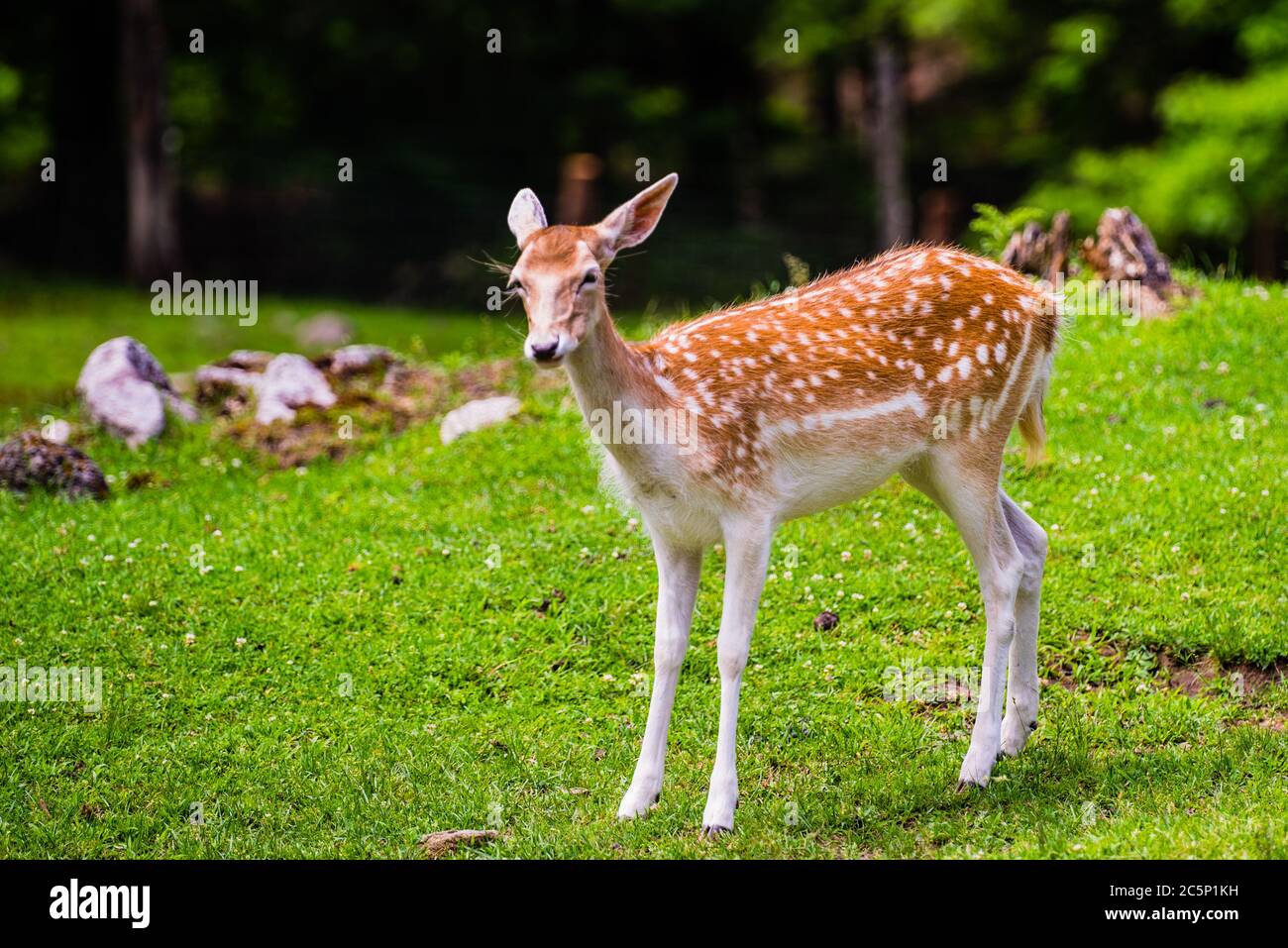 Parc Omega, Kanada - 3. Juli 2020: Wunderschöne Sika-Hirsche im Omega Park in Kanada Stockfoto