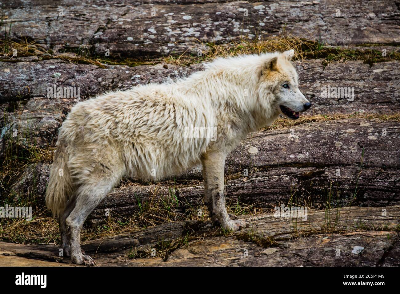 Parc Omega, Kanada, 3. Juli 2020 - Arktischer Wolf im Omega Park in Kanada Stockfoto