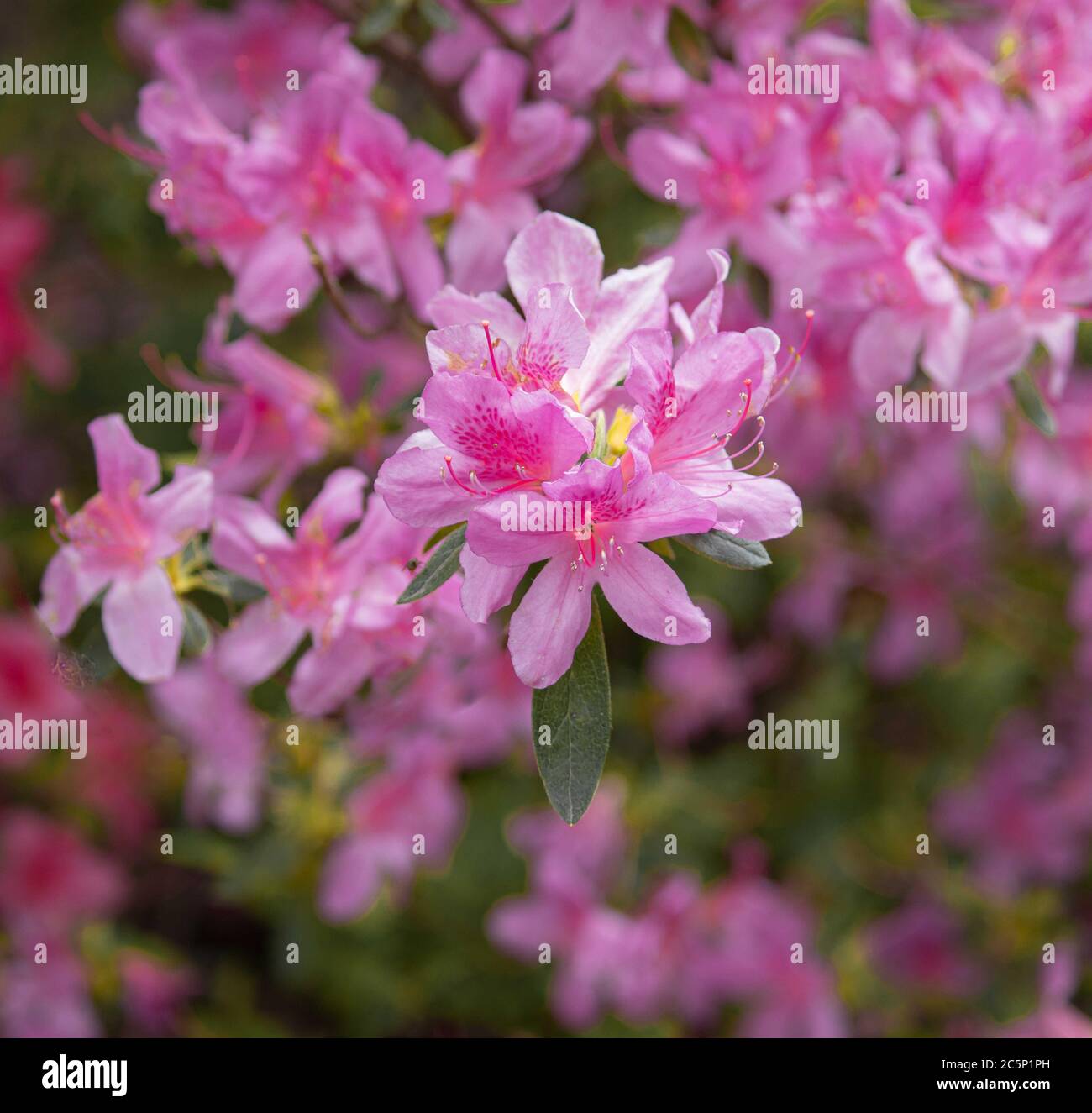 Pink Rhododendron Flower Blossoms, Rhododendron ferrugineum, während des Frühlings in Landis Valley Woods, Lancaster County, Pennsylvania Stockfoto