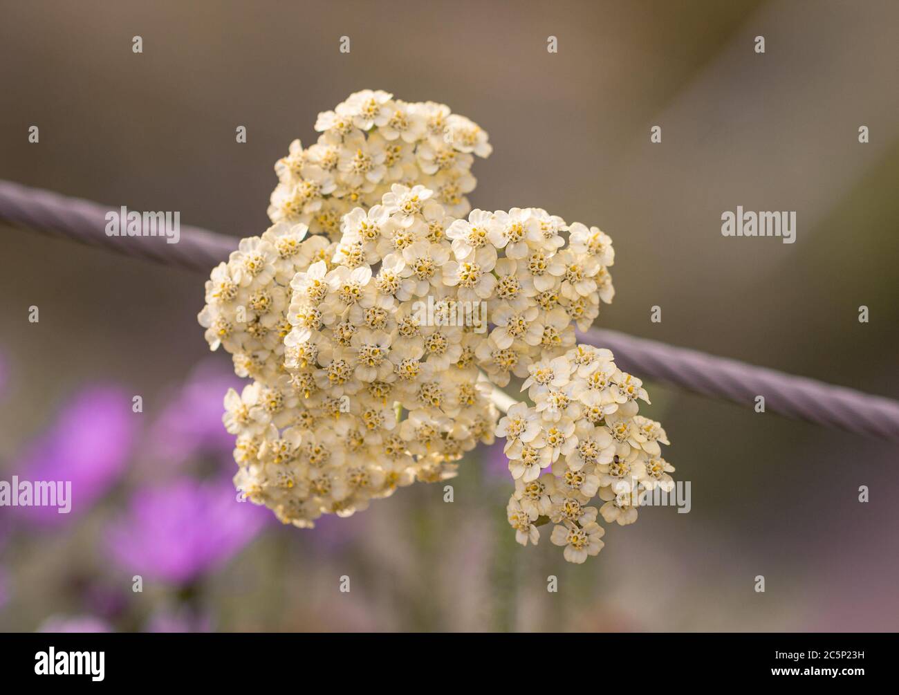 Pastell-Schafgarbe (achillea millefolium) Blüte im botanischen Garten mit verschwommenem Hintergrund Stockfoto
