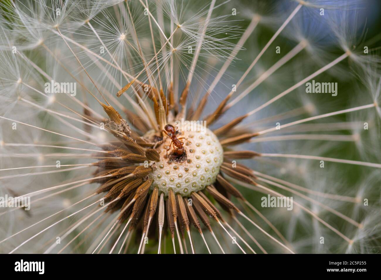 Makro einer Ameise auf geschwollenen Dandelion in alpiner Wiese mit verschwommenem Bokeh Hintergrund; Stockfoto