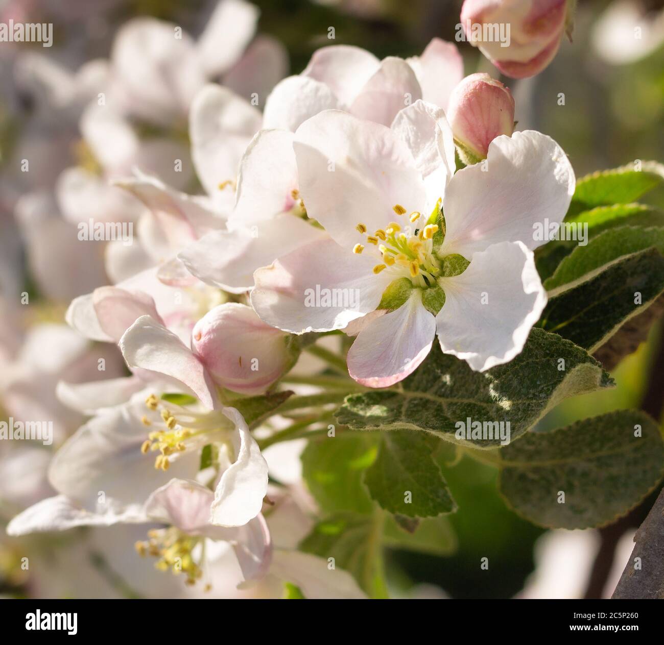 Weiches, verschwommenes Porträt des blühenden Apfelbaumes im Frühjahr in Südtirol Italien; Pestizidfreies Umweltschutzkonzept Stockfoto