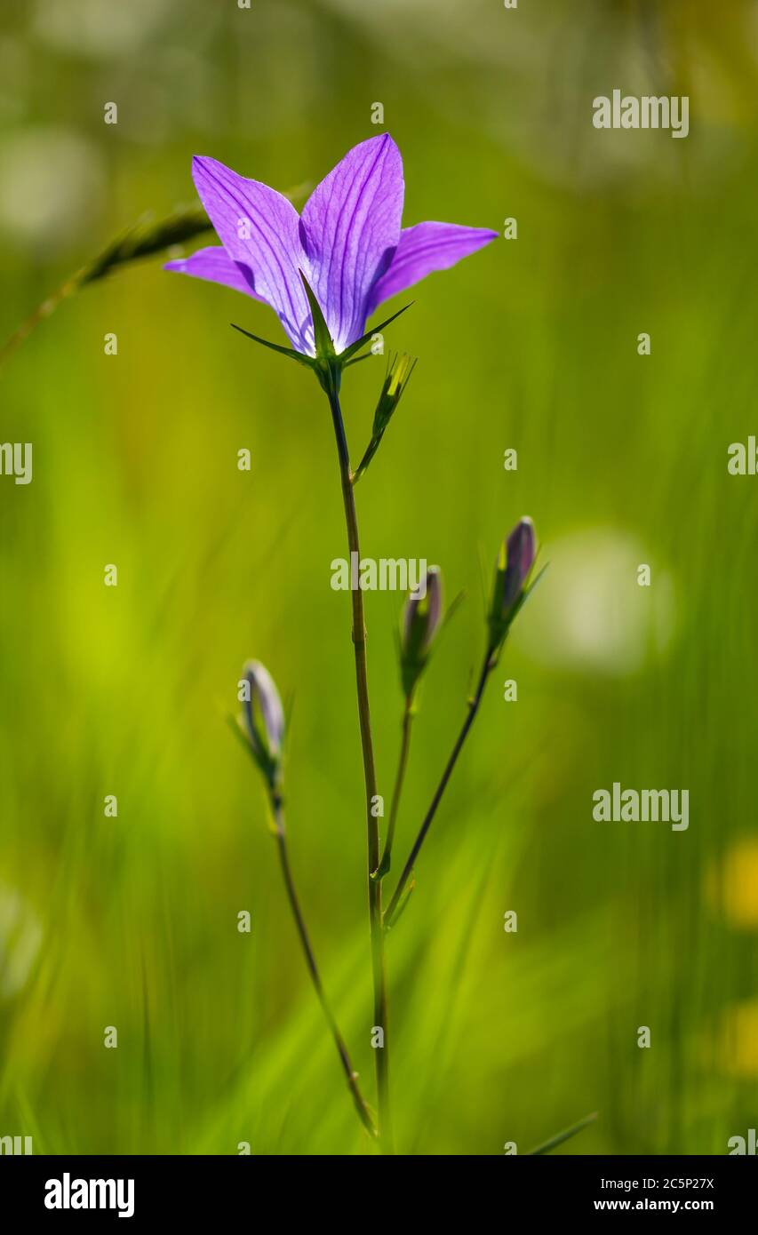 Das Makro einer blauen Glocke (campanula) blüht auf einer alpinen Wiese Mit wunderschönem, unscharfem Bokeh-Hintergrund Stockfoto