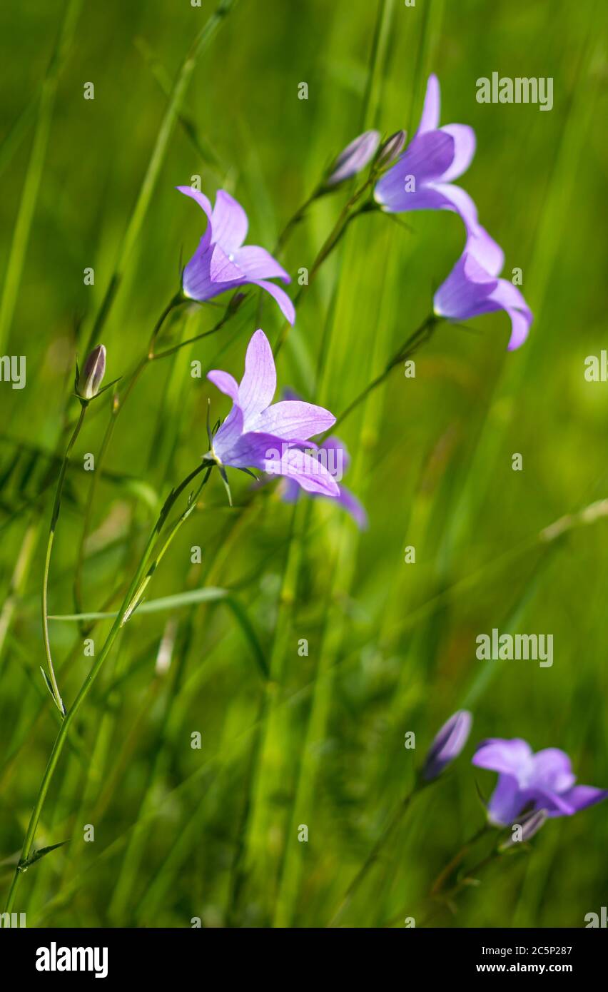 Das Makro einer blauen Glocke (campanula) blüht auf einer alpinen Wiese Mit wunderschönem, unscharfem Bokeh-Hintergrund Stockfoto