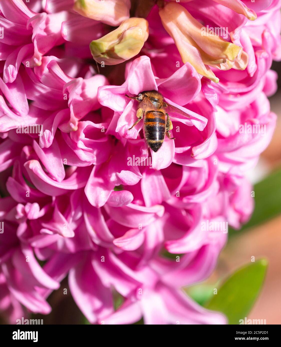 Honigbiene (apis mellifera) Fliegen zu einer blühenden rosa Hyazinthe (hyacinthus) im sonnigen Frühling Tag Stockfoto