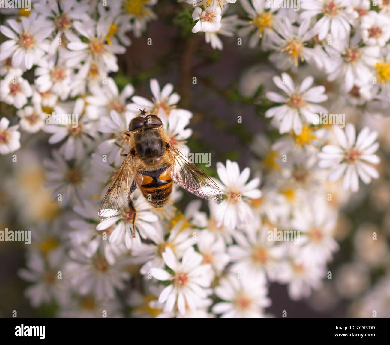 Honigbiene (apis mellifera) Sammeln von Pollen auf weißem Aster (symphyotrichum) blüht im botanischen Garten Stockfoto