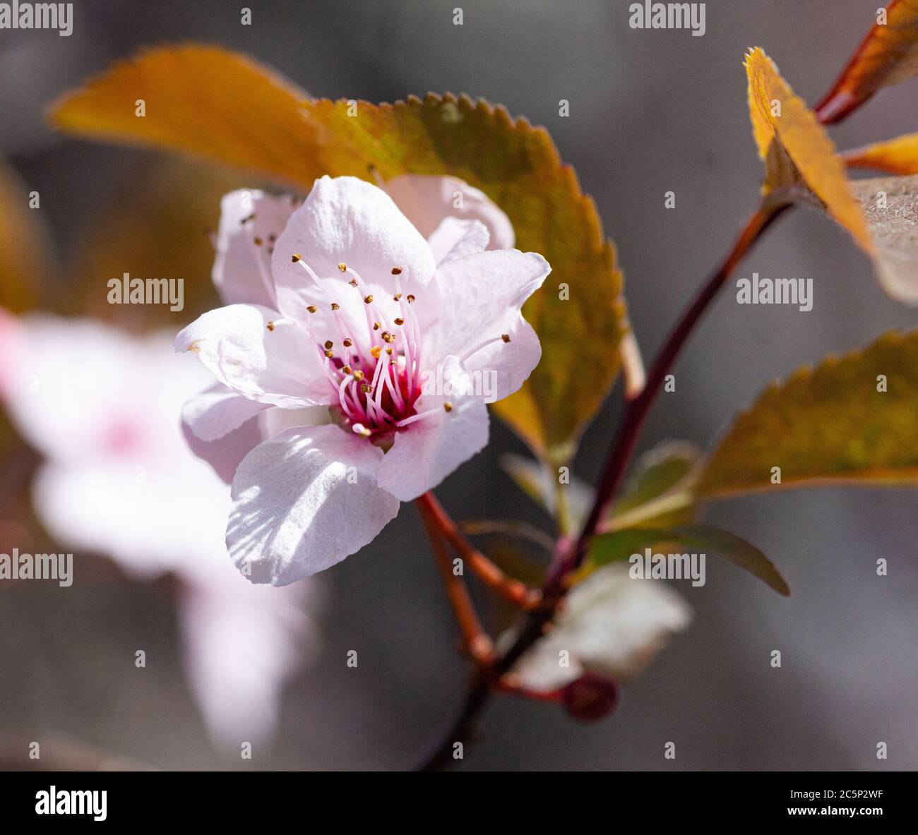 Kirschpflaume (prunus cerasifera) blüht im Frühjahr auf einem Zweig in Meran, Südtirol, Italien mit verschwommenem Bokeh Hintergrund Stockfoto