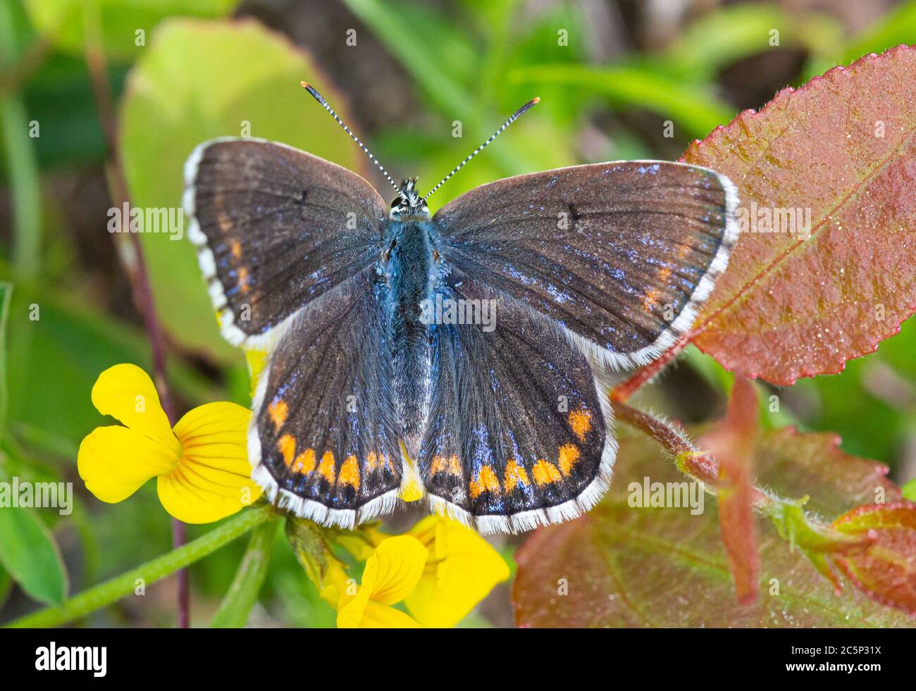 Makro eines adonis-blauen (polyommatus bellargus) Schmetterlings auf einer Lotus corniculatus Blüte; pestizidfreies Umweltschutzkonzept; Stockfoto