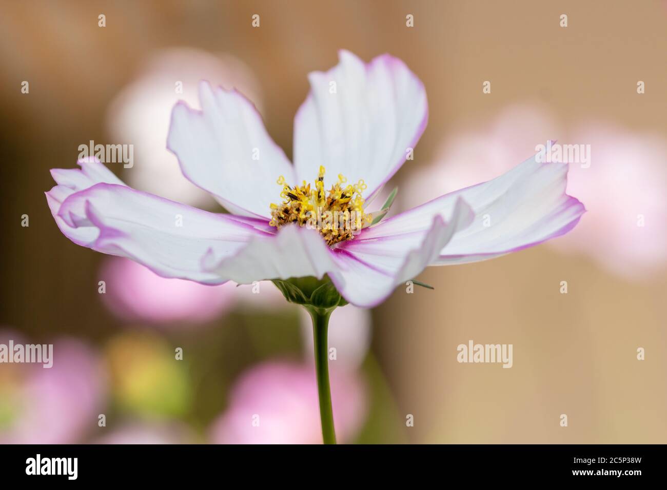 Makro eines einzelnen weißen und rosa Cosmos Blüte mit verschwommenem Bokeh Hintergrund und Kopierraum Stockfoto