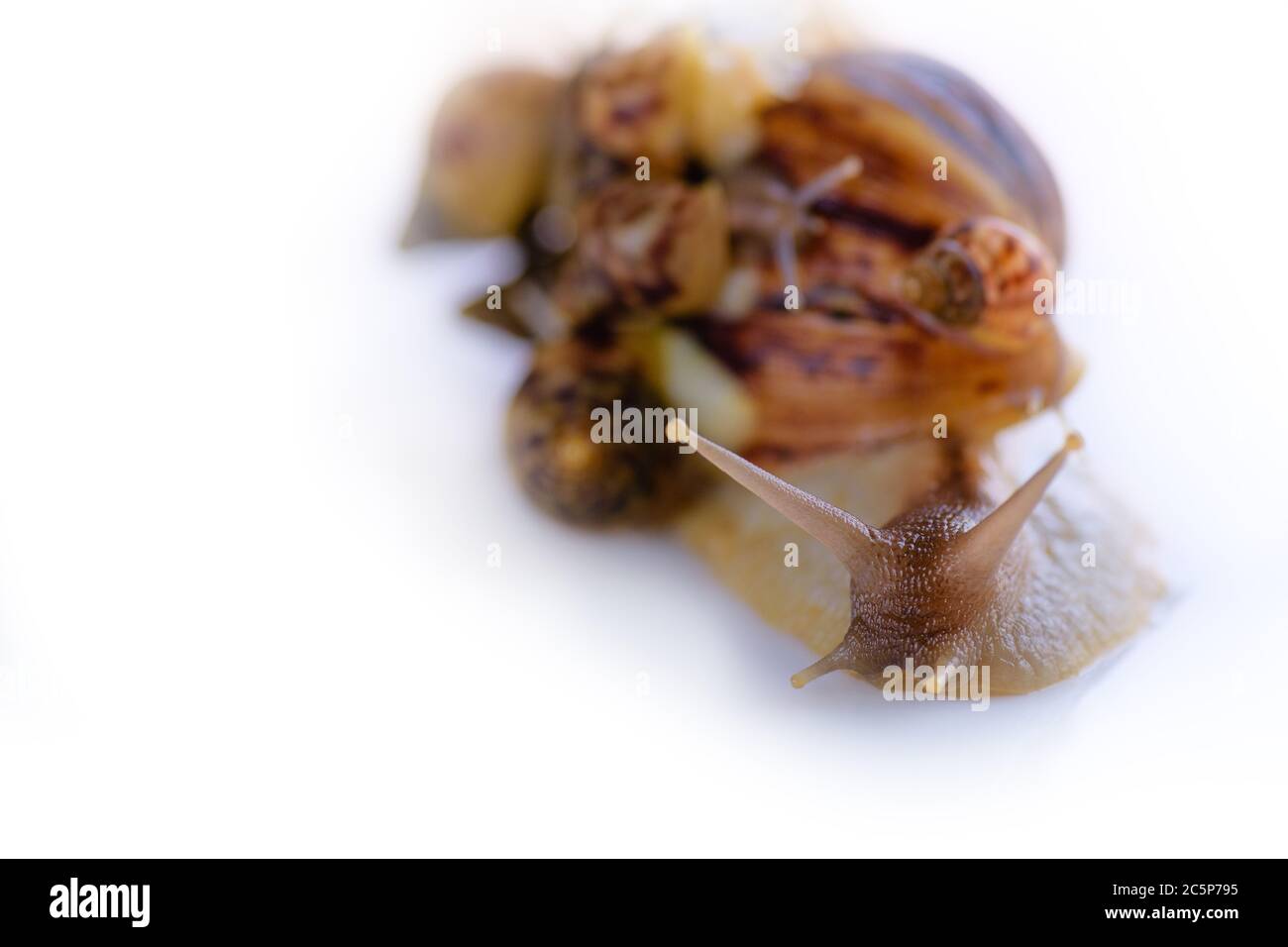 Mutter vieler Kinder. Frohe Familie. Mutter vieler Kinder und ihre Kinder sind zusammen zum Wandern. Liebe für Kinder und ihre Erziehung. Haus fo Stockfoto