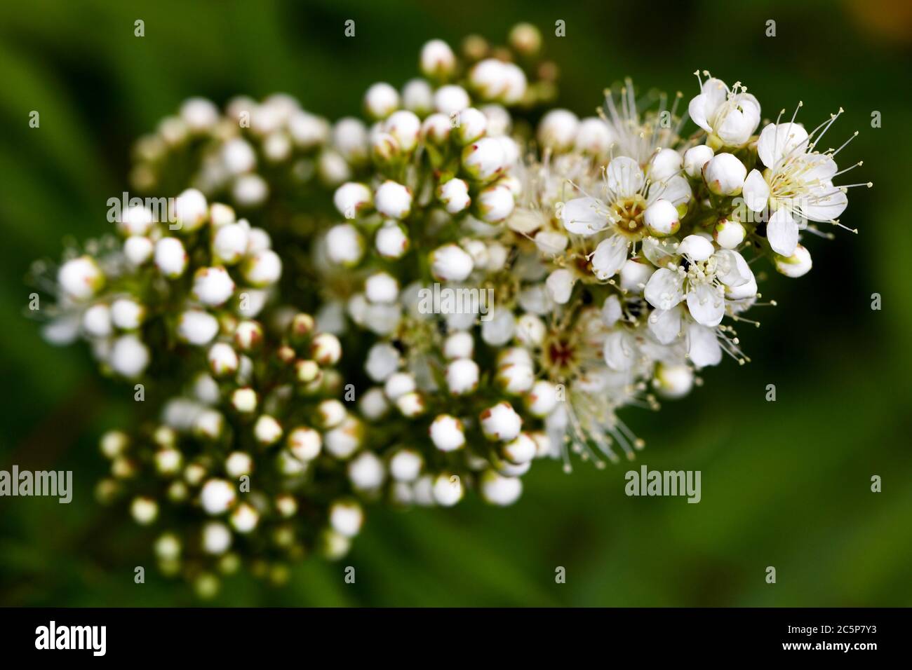 Sorbaria sorbifolia Sem - Falscher Spiraea Baum Stockfoto