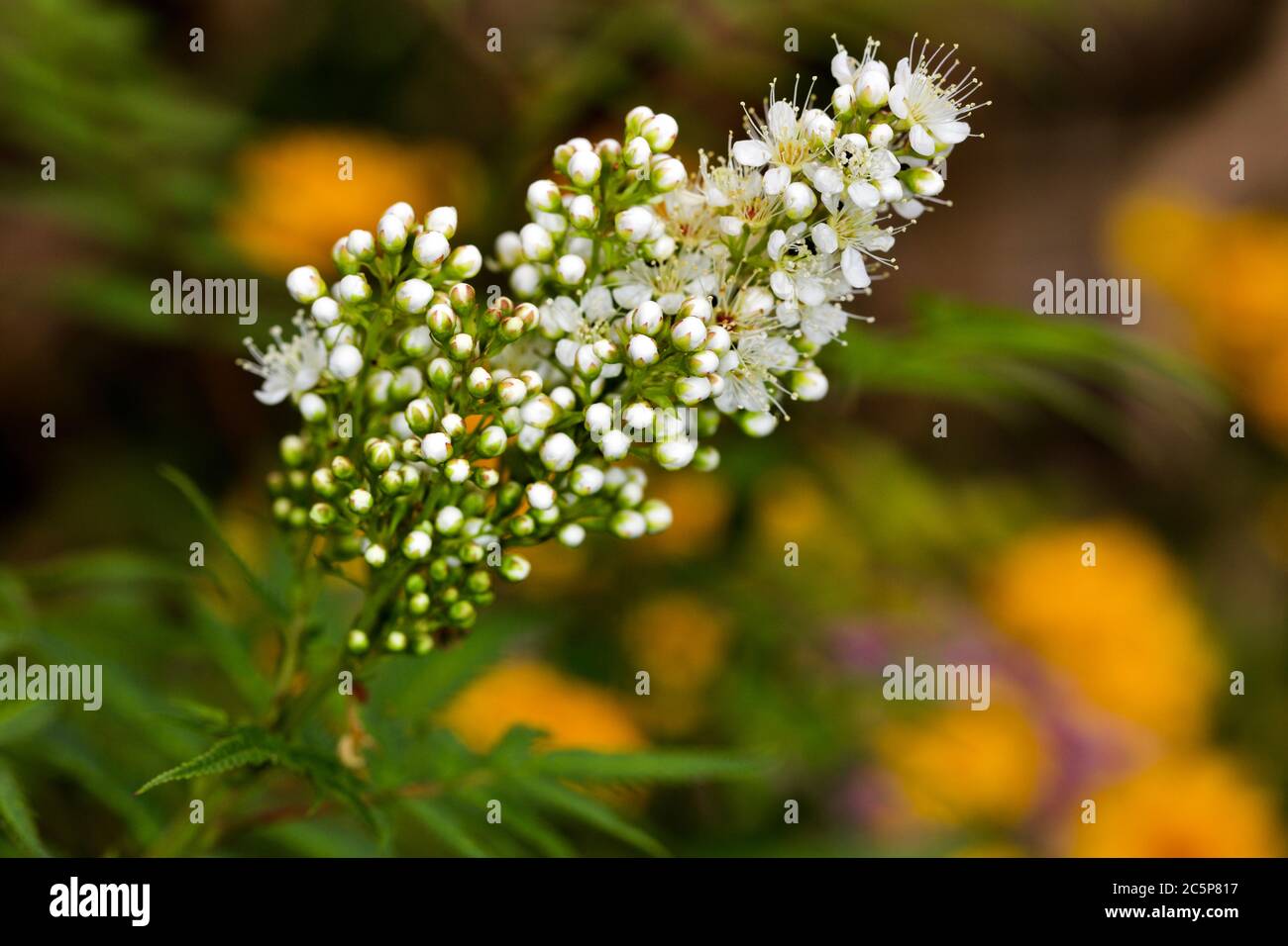 Sorbaria sorbifolia Sem - Falscher Spiraea Baum Stockfoto