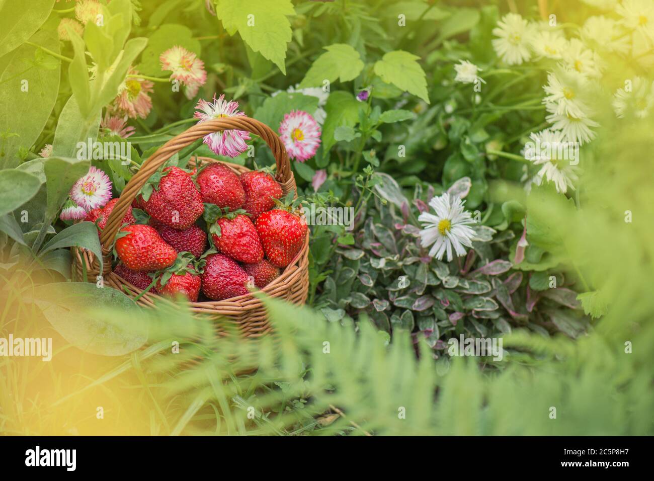 Sommerfutter mit Erdbeeren. Erdbeeren wachsen in einer natürlichen Umgebung. Erdbeere mit Blatt und blühende Blume aus nächster Nähe Stockfoto