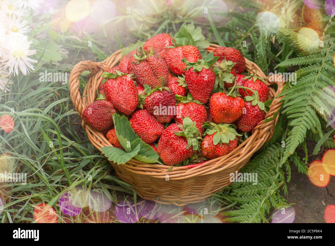 Erdbeere mit Blatt und blühende Blume aus nächster Nähe. Erdbeeren an sonnigen Tagen. Stockfoto