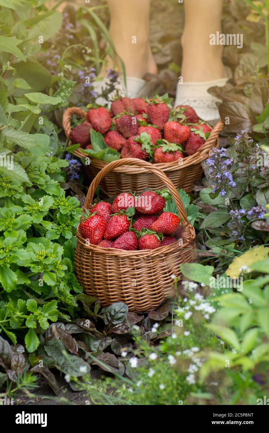 Erdbeeren an sonnigen Tagen. Verschiedene saftige Erdbeere mit Blättern in einem Korb. Frisch gepflückte Erdbeeren in einem Korb Stockfoto