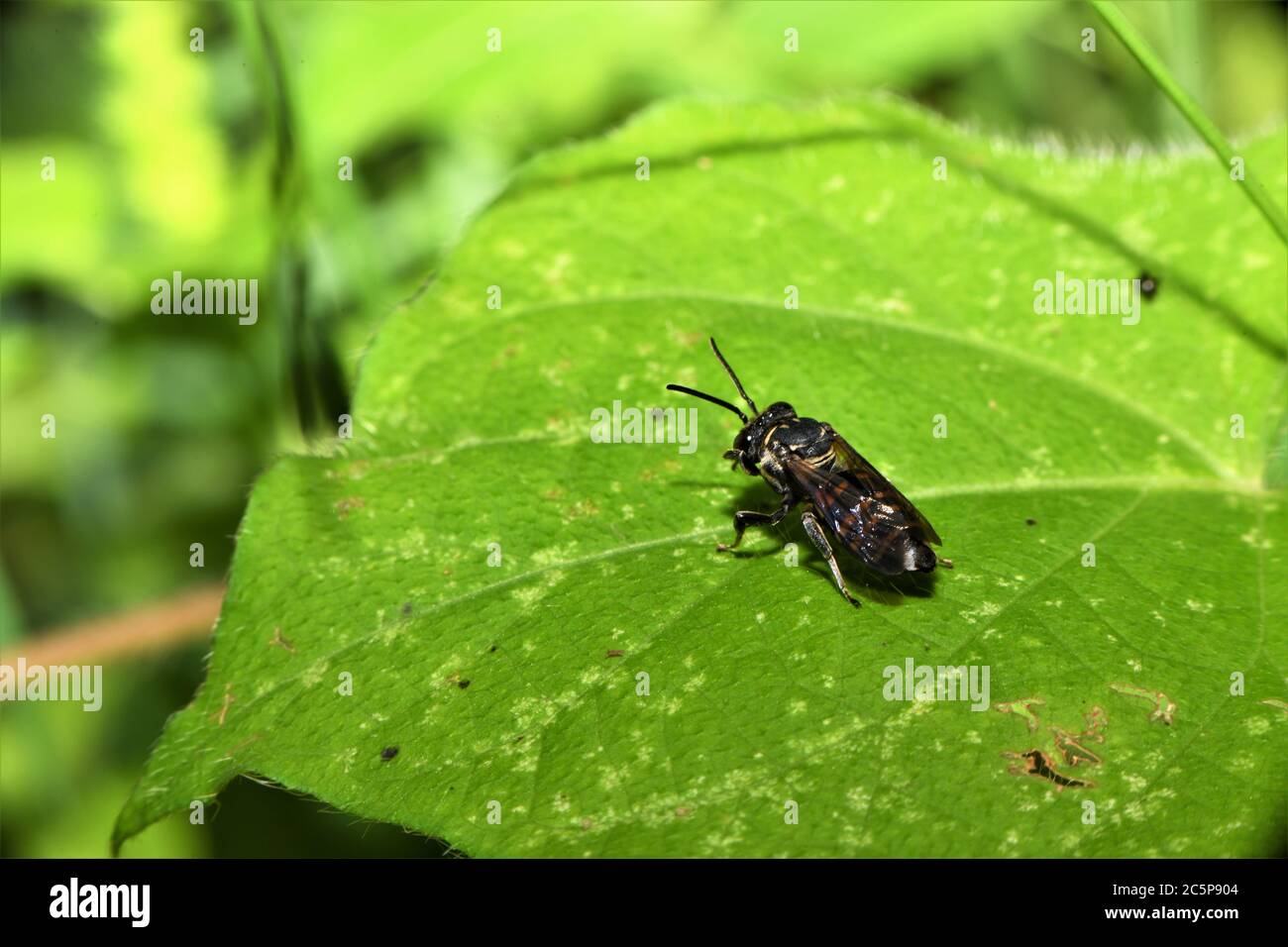 Fliegendes Insekt vom Typ Schwarzkäfer. Stockfoto