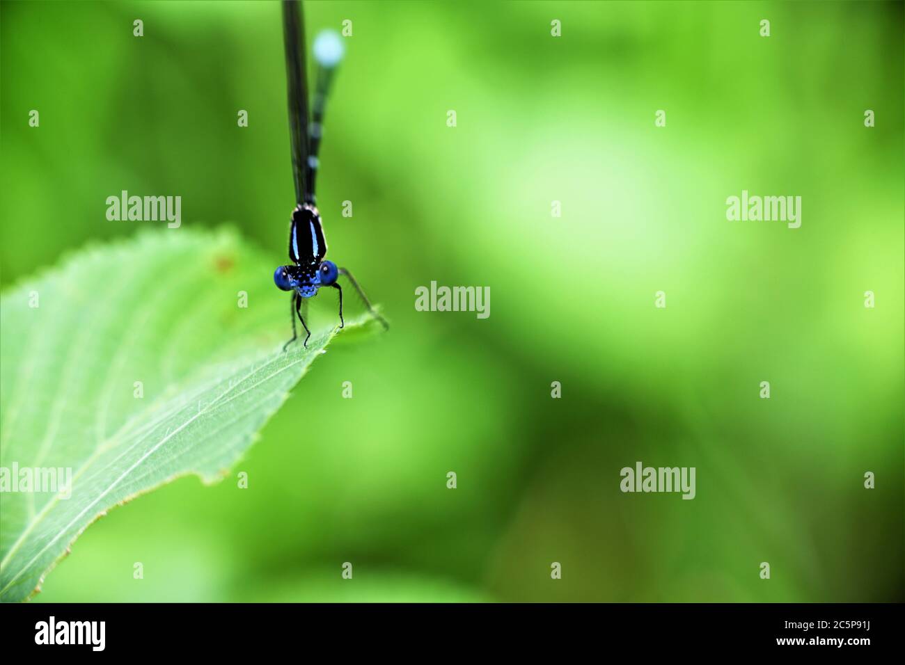 Männlich lebendige Tänzerin damselfly. Stockfoto