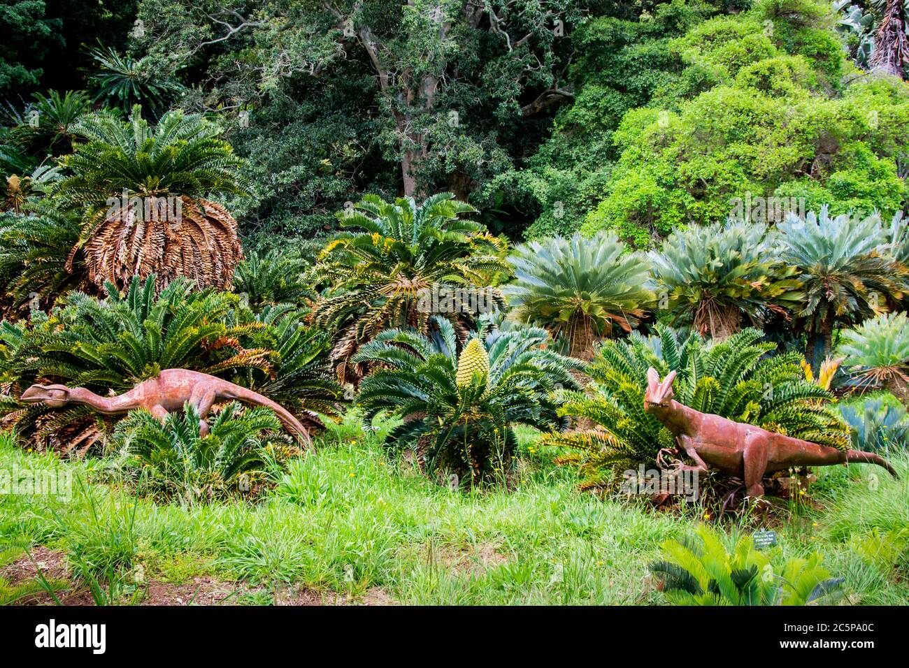 Dinosaurier-Skulpturen wandern zwischen den Cycaden in den Cape Town Botanical Gardens Stockfoto