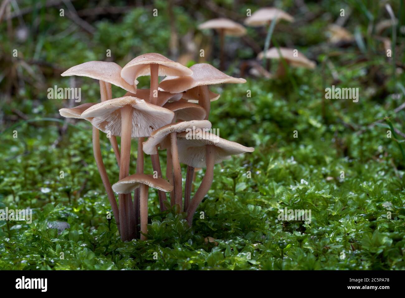 Cluster von Wildpilzen Connopus acervatus wächst im Fichtenwald. Auch bekannt als Gymnopus acervatus. Essbarer Pilz, natürlicher Zustand. Stockfoto