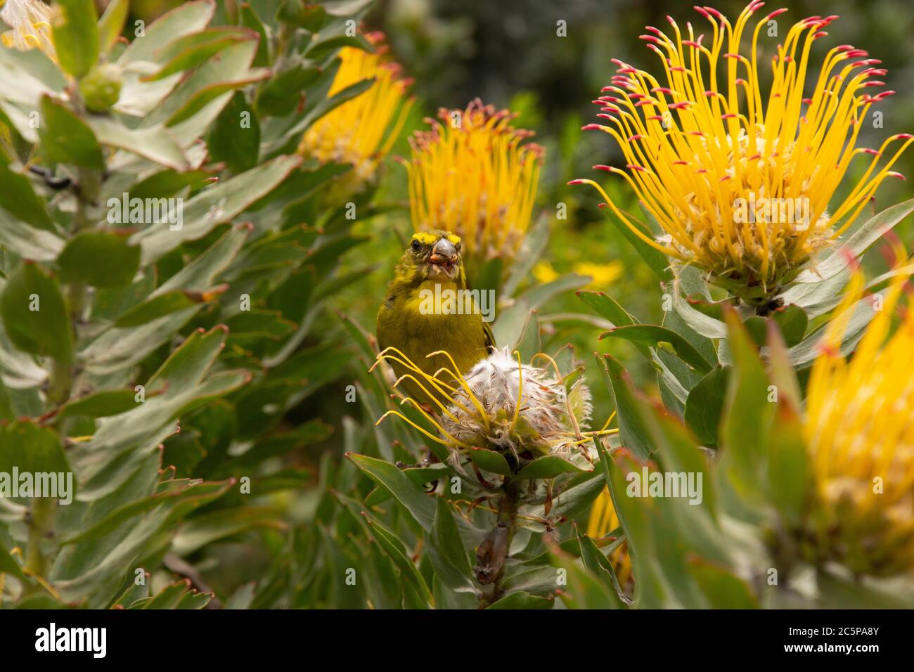 Ein Brimstone Canary frisst Samen unter Nadelkissen Proteas in Cape Town Botanical Gardens, Südafrika Stockfoto