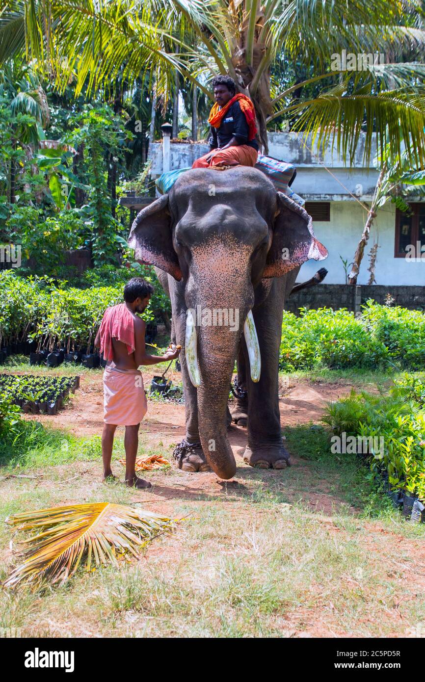 Mahout mit Elefant, kerala Elefant Mahout, indischer Elefant, asiatischer Elefant, sitzend auf Elefant, kerala, thrissur, Pooram, indien Stockfoto